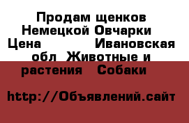 Продам щенков Немецкой Овчарки › Цена ­ 1 500 - Ивановская обл. Животные и растения » Собаки   